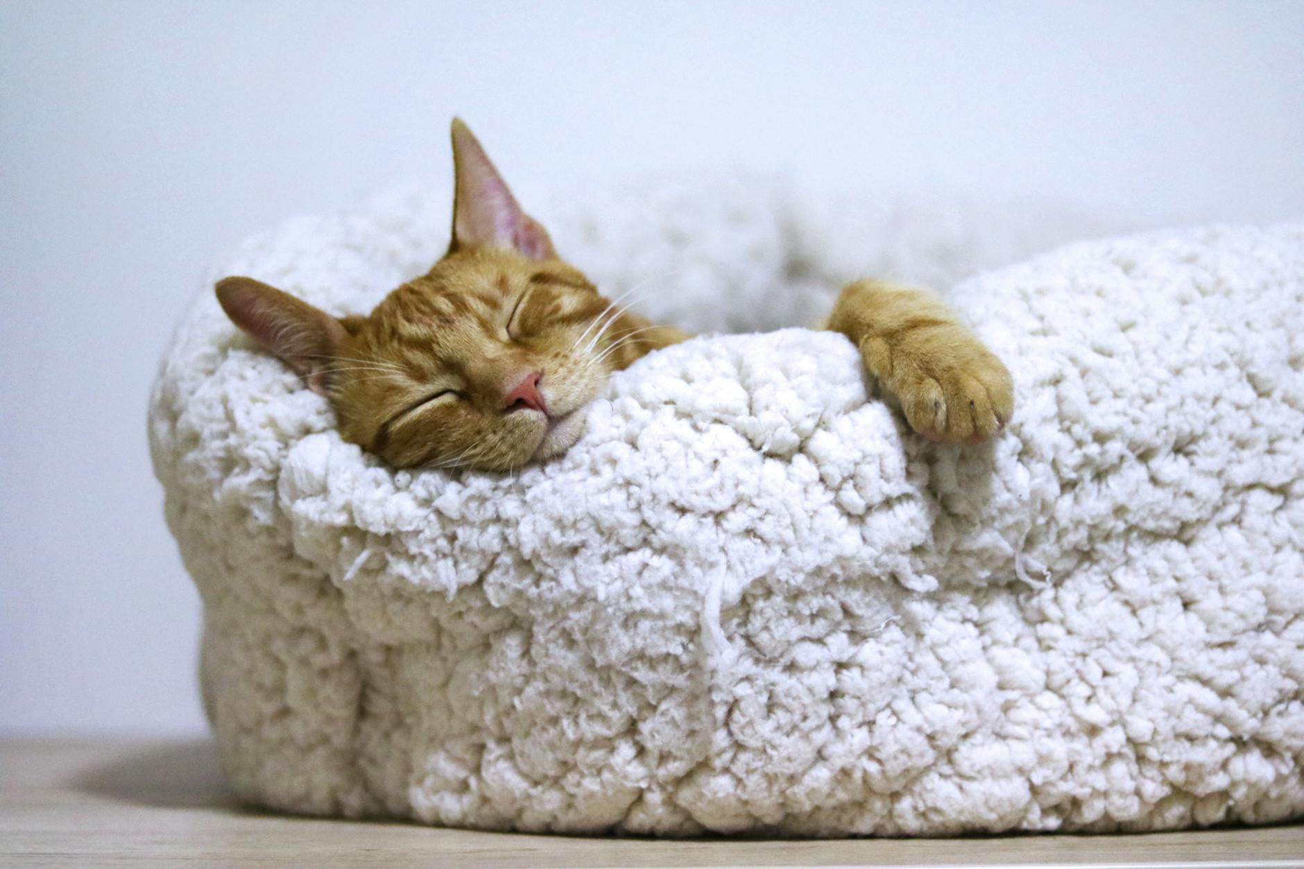 orange cat sleeping on white bed